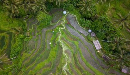 Jejak Hilangnya Hutan Indonesia dalam Cangkir Kopi dan Pilihan Gaya Hidup Keseharian Kita