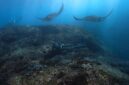 Seorang penyelam mengamati ekosistem terumbu karang yang sehat dan penuh warna di perairan Indonesia, menjadi pengingat pentingnya menjaga kelestarian laut lewat gaya hidup ramah lingkungan.