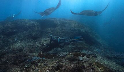Menjaga Surga Bawah Laut Indonesia Lewat Gaya Hidup Ramah Terumbu Karang