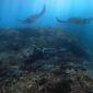 Seorang penyelam mengamati ekosistem terumbu karang yang sehat dan penuh warna di perairan Indonesia, menjadi pengingat pentingnya menjaga kelestarian laut lewat gaya hidup ramah lingkungan.