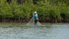 Sejumlah relawan dan warga lokal tampak bahu-membahu menanam bibit bakau muda di kawasan pesisir lumpur sebagai bagian dari gerakan pemulihan ekosistem pantai.