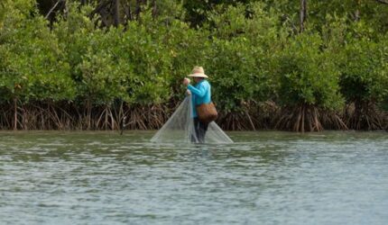 Menjelajahi Tren Restorasi Mangrove Pesisir Sebagai Pilihan Gaya Hidup Hijau Masyarakat Urban