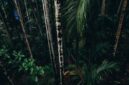 Kawasan hutan hujan tropis Indonesia yang kaya akan keanekaragaman hayati menjadi benteng alami pelindung keseimbangan iklim bumi.
