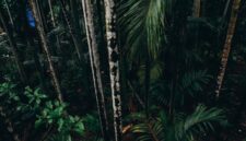 Kawasan hutan hujan tropis Indonesia yang kaya akan keanekaragaman hayati menjadi benteng alami pelindung keseimbangan iklim bumi.