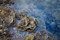 Seorang penyelam sedang merawat fragmen karang baru pada media transplantasi buatan sebagai bagian dari upaya pemulihan ekosistem laut.