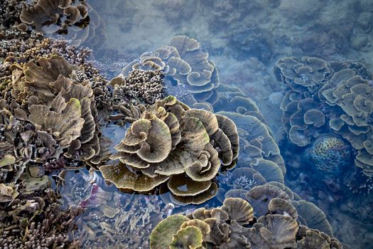 Seorang penyelam sedang merawat fragmen karang baru pada media transplantasi buatan sebagai bagian dari upaya pemulihan ekosistem laut.
