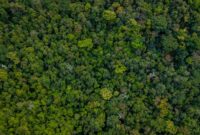 Bentang kanopi hutan tropis Indonesia yang kian membutuhkan perlindungan nyata dari aksi konsumsi ramah lingkungan masyarakat urban.