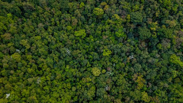 Bentang kanopi hutan tropis Indonesia yang kian membutuhkan perlindungan nyata dari aksi konsumsi ramah lingkungan masyarakat urban.