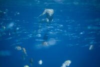 Seorang penyelam melintasi hamparan terumbu karang yang sehat dan penuh dengan kehidupan laut di kawasan perairan timur Indonesia. Keindahan bawah laut ini membutuhkan kepedulian bersama dari para wisatawan agar tetap lestari.
