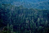 Hutan hujan tropis di Indonesia menyimpan keanekaragaman hayati luar biasa yang membutuhkan peran aktif masyarakat global dan lokal untuk menjaga keberlangsungannya.
