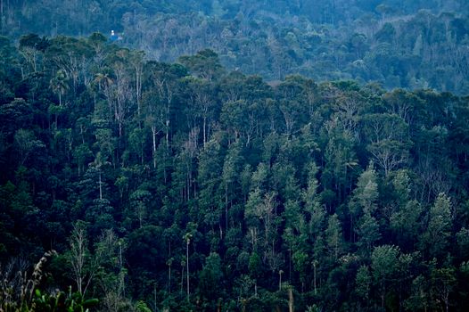 Hutan hujan tropis di Indonesia menyimpan keanekaragaman hayati luar biasa yang membutuhkan peran aktif masyarakat global dan lokal untuk menjaga keberlangsungannya.