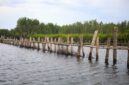 Sejumlah relawan muda menanam bibit bakau di kawasan konservasi pesisir untuk mencegah abrasi pantai sekaligus mendukung aksi restorasi ekosistem laut.
