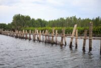 Sejumlah relawan muda menanam bibit bakau di kawasan konservasi pesisir untuk mencegah abrasi pantai sekaligus mendukung aksi restorasi ekosistem laut.