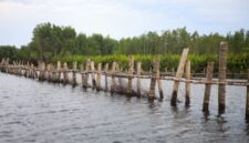 Sejumlah relawan muda menanam bibit bakau di kawasan konservasi pesisir untuk mencegah abrasi pantai sekaligus mendukung aksi restorasi ekosistem laut.