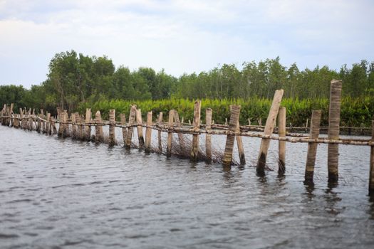 Sejumlah relawan muda menanam bibit bakau di kawasan konservasi pesisir untuk mencegah abrasi pantai sekaligus mendukung aksi restorasi ekosistem laut.