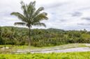 Seorang petani memeriksa buah kelapa sawit yang dipanen secara berkelanjutan di area perkebunan ramah lingkungan. Praktik pertanian presisi ini memastikan produktivitas tinggi sekaligus menjaga kelestarian ekosistem hutan sekitar.