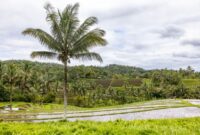 Seorang petani memeriksa buah kelapa sawit yang dipanen secara berkelanjutan di area perkebunan ramah lingkungan. Praktik pertanian presisi ini memastikan produktivitas tinggi sekaligus menjaga kelestarian ekosistem hutan sekitar.