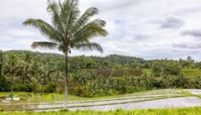 Seorang petani memeriksa buah kelapa sawit yang dipanen secara berkelanjutan di area perkebunan ramah lingkungan. Praktik pertanian presisi ini memastikan produktivitas tinggi sekaligus menjaga kelestarian ekosistem hutan sekitar.