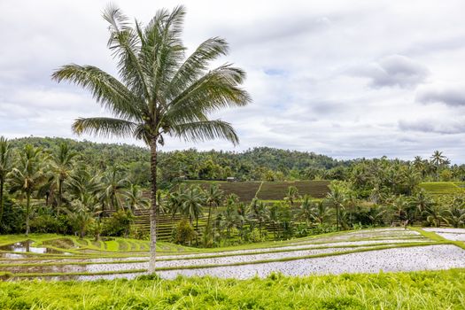 Seorang petani memeriksa buah kelapa sawit yang dipanen secara berkelanjutan di area perkebunan ramah lingkungan. Praktik pertanian presisi ini memastikan produktivitas tinggi sekaligus menjaga kelestarian ekosistem hutan sekitar.