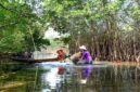 Sejumlah relawan dan wisatawan bekerja sama menanam bibit mangrove di kawasan muara pesisir sebagai upaya menjaga benteng hijau pantai dari ancaman abrasi.