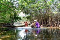 Sejumlah relawan dan wisatawan bekerja sama menanam bibit mangrove di kawasan muara pesisir sebagai upaya menjaga benteng hijau pantai dari ancaman abrasi.