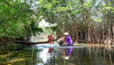 Sejumlah relawan dan wisatawan bekerja sama menanam bibit mangrove di kawasan muara pesisir sebagai upaya menjaga benteng hijau pantai dari ancaman abrasi.