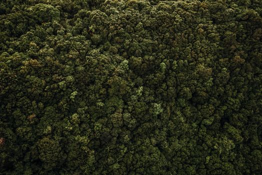 Pemandangan tutupan kanopi lebat di pedalaman hutan tropis Indonesia yang menjadi penyangga utama pasokan oksigen dan keanekaragaman hayati Nusantara.