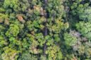Hamparan kanopi hijau hutan tropis Kalimantan yang terjaga keasriannya berkat dorongan gaya hidup berkelanjutan dan pengetatan rantai pasok produk ramah lingkungan.