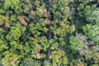 Hamparan kanopi hijau hutan tropis Kalimantan yang terjaga keasriannya berkat dorongan gaya hidup berkelanjutan dan pengetatan rantai pasok produk ramah lingkungan.