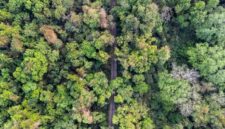 Hamparan kanopi hijau hutan tropis Kalimantan yang terjaga keasriannya berkat dorongan gaya hidup berkelanjutan dan pengetatan rantai pasok produk ramah lingkungan.