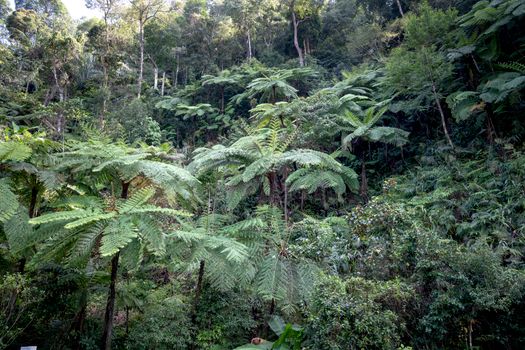 Rimbunnya tajuk pohon di kawasan hutan tropis Indonesia yang memegang peranan penting sebagai penyeimbang ekosistem global dan penyedia oksigen bagi bumi.