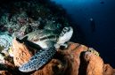 Penyelam lokal bersama relawan memeriksa perkembangan fragmen terumbu karang hasil transplantasi di kawasan perairan Bali, sebuah langkah nyata merestorasi kebun bawah laut nusantara.