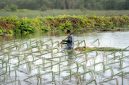 Seorang petani swadaya memeriksa kesegaran tandan buah segar kelapa sawit yang dikelola sesuai standar sertifikasi keberlanjutan ramah lingkungan.