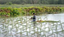 Seorang petani swadaya memeriksa kesegaran tandan buah segar kelapa sawit yang dikelola sesuai standar sertifikasi keberlanjutan ramah lingkungan.