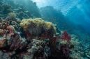 Gugusan terumbu karang yang sehat dan penuh warna di perairan Indonesia menjadi rumah bagi ribuan biota laut serta benteng pelindung pesisir alami.