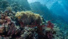 Gugusan terumbu karang yang sehat dan penuh warna di perairan Indonesia menjadi rumah bagi ribuan biota laut serta benteng pelindung pesisir alami.